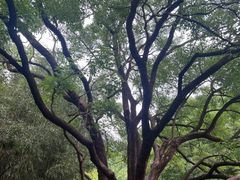 -嵖岈山风景区