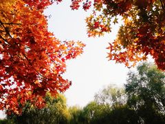 -大兴滨河森林公园