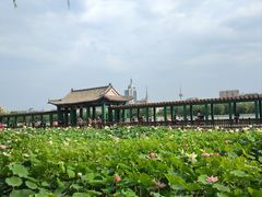 -莲花池公园