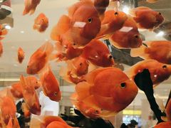 -怡咖啡海鲜自助餐厅(浦东香格里拉店)