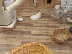 -袖虎·猫馆(体育西路店)