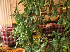 -慢丽江·云南野生菌土鸡锅(付家庄店)