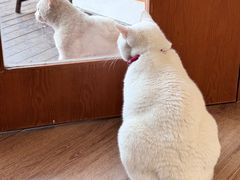 -有猫主题·治愈系猫咖(曾厝垵店)