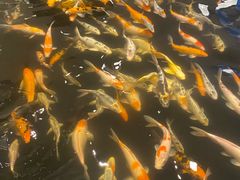 -东方饺子王(新阳路店)