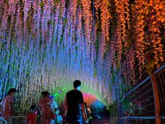 -大塘金香草谷