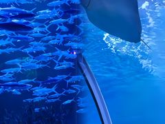 -正佳极地海洋世界