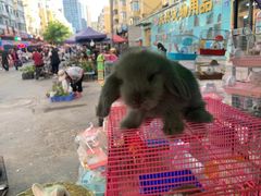 -哈尔滨道外花鸟鱼市场