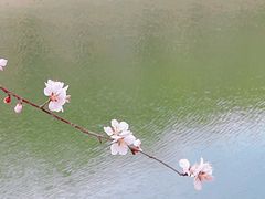 -桃花堤公园