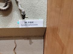 -Behring World of Animals(上海自然博物馆店)