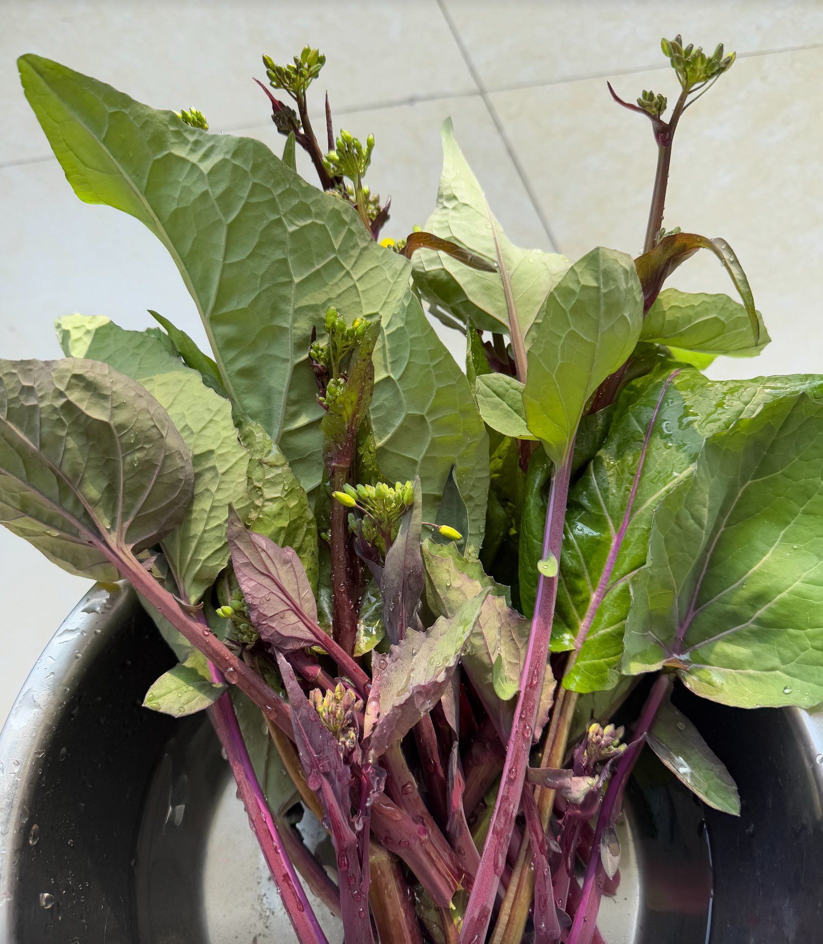 20分钟内,从小菜园到餐桌,自己种的红菜苔