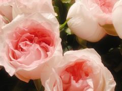 -深圳威尼斯英迪格酒店