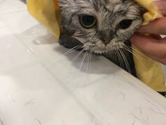 -李小姐の猫咖啡馆(五角场店)