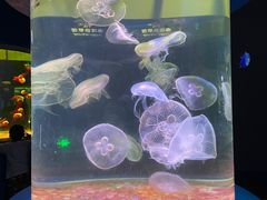 -欢乐海岸海洋奇梦馆