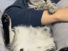 -瑞派·关忠动物医院·猫专科·犬专科(三环新城店)