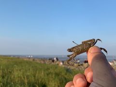 -南汇嘴观海公园