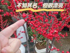 -金陵花卉交易市场