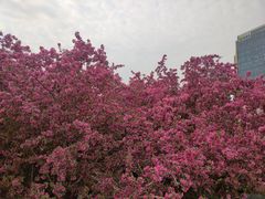 -海棠花溪(元大都城垣遗址公园)