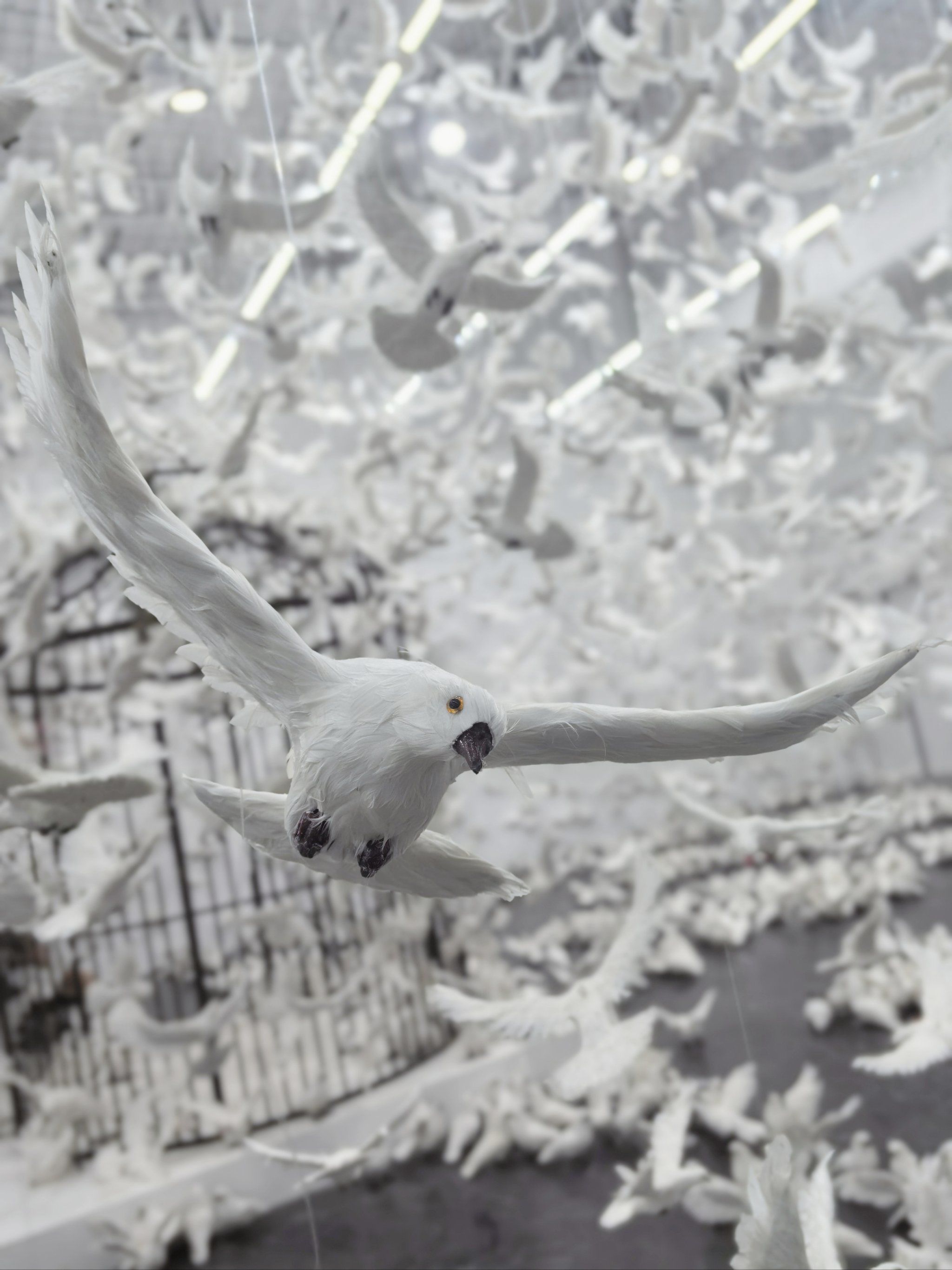 和平广场的一万只鸽子飞来成都啦