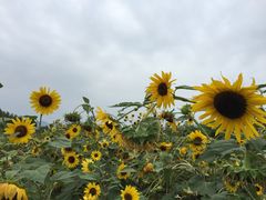 -北京东方普罗旺斯薰衣草庄园