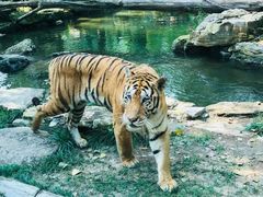 -北京野生动物园