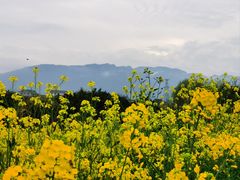 -漩门湾国家湿地公园