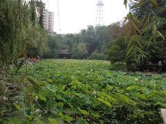 iphone_upload_pic-莲湖公园