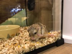 -藦茜花园宠物主题亲子互动体验馆(国顺东路店)