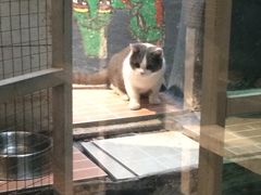 -猫咪博物馆(顶澳仔猫街店)