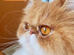 -CAT’S MEWSTAR CAFE·喵星球猫屋(晴湾咖啡店)