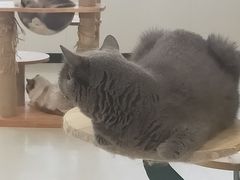 -共舞时光猫咖·狗咖(新街口店)