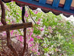 -深圳国际园林花卉博览园