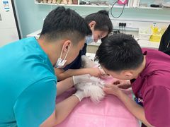 -北京观赏动物医院·24小时大型综合·猫专科·异宠专科