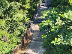-圣淘沙天际线斜坡滑车