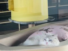 -瞄一喵猫咖(格力海岸店)