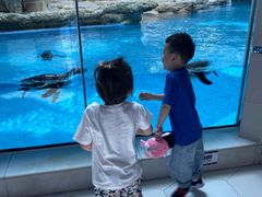 -帝企鹅自助餐厅•儿童岛•真企鹅(长隆企鹅酒店)