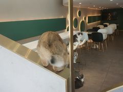 -飞行喵MR PILOT|猫舍·猫咖(静安大融城店)