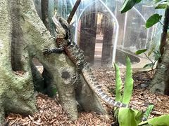 -帕帕拉兹宠物(亚洲旗舰店)