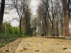 -天适樱花悠乐园