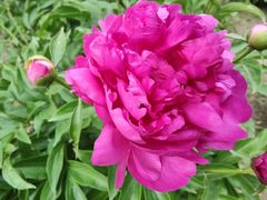 -石家庄市植物园