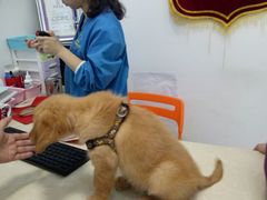 -菲丽丝宠物医院·24小时·猫科中心·免疫点(淮海分院)