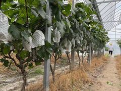 -马陆小张葡萄园农家乐