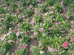 -西北湖绿化广场