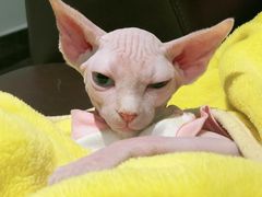 -糯米喵星人总部直营旗舰店·猫舍·幼猫出售