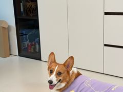 -心仪动物医院·牙专科·肿瘤·心脏科(西客站院)