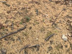 -莫尔道嘎国家森林公园