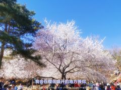 -北京西山国家森林公园