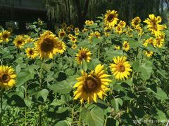 -长白岛森林公园