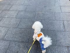 -the rug 飞毯 (朝阳公园店)