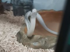 -酷以爬仙阁实体爬宠店·守宫·蜥蜴·专业繁育