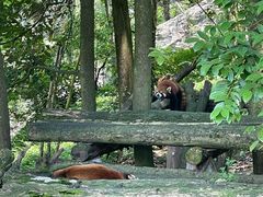 -都江堰中华大熊猫苑